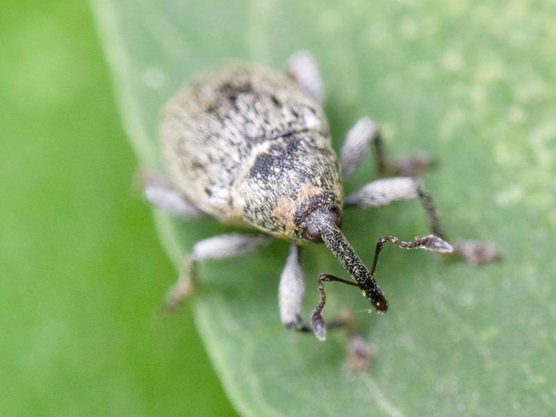 Sibinia viscariae (Linnaeus, 1761)